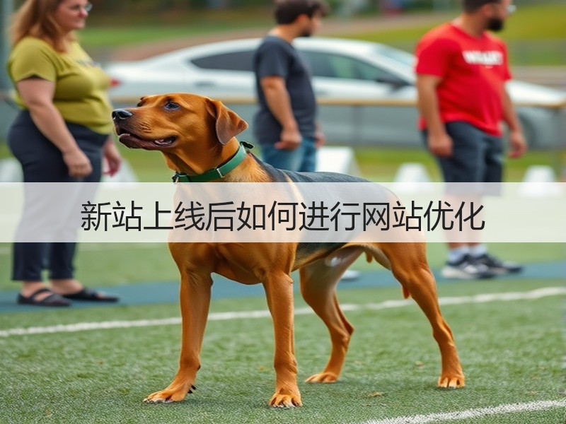 新站上线后如何进行网站优化(图1) 新站上线后如何进行网站优化(图1)
