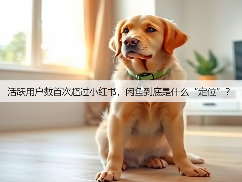 活跃用户数首次超过小红书,闲鱼到底是什么“定位”?(图3) 活跃用户数首次超过小红书,闲鱼到底是什么“定位”?(图3)