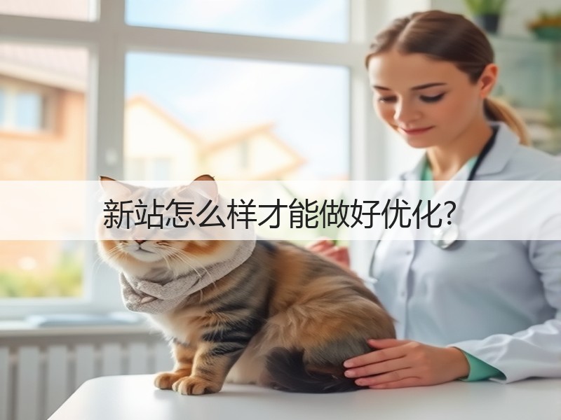 新站怎么样才能做好优化?(图3)