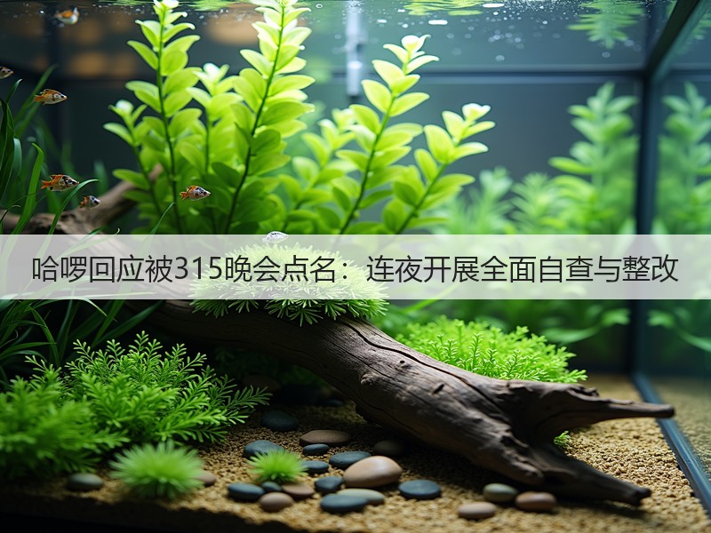 哈啰回应被315晚会点名：连夜开展全面自查与整改(图3)
